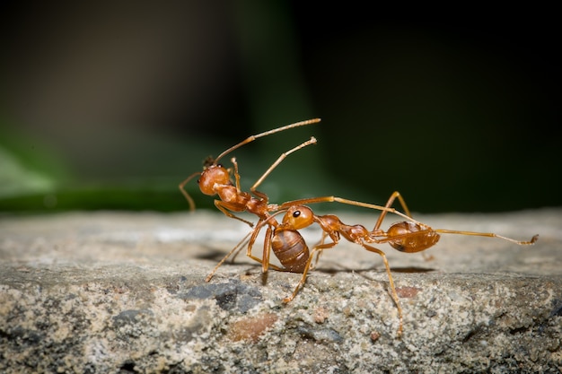 Trabalho de equipe Red Ant