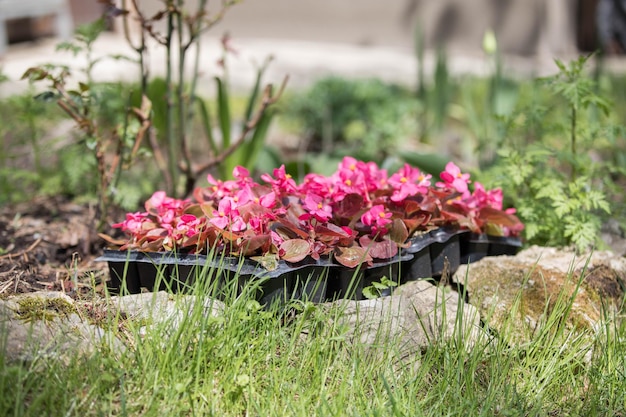 Trabalho de primavera no transplante de plantas de jardim mudas de flores mudas em vasos jardinagem begônia