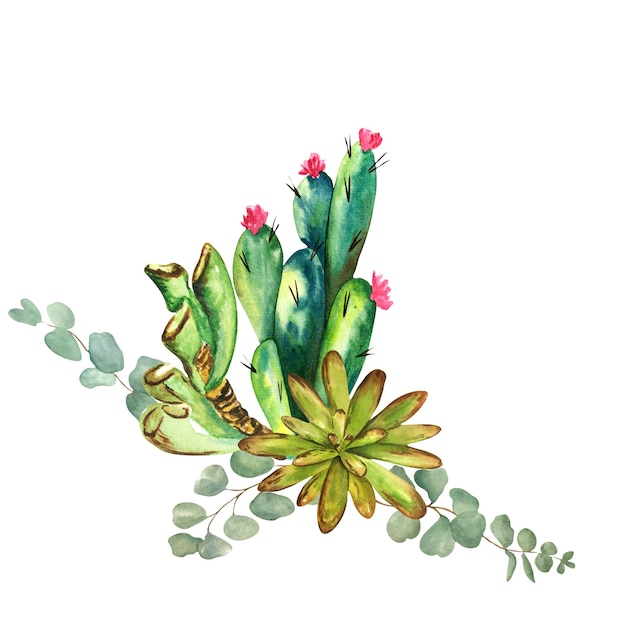 Trabalho em aquarela com cactos e suculentas em um fundo branco. Trabalho de varredura.