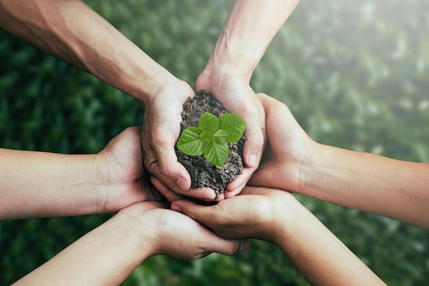 Trabalho em equipe e cooperação para conservar a floresta de negócios verdes de crescer com plantas nas mãos de um grupo ou equipe ecologicamente correto Colaboração em negócios verdes