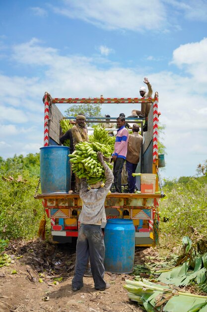 Trabalho indiano carregando cacho de banana do campo agrícola.