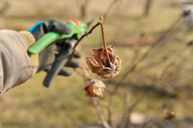 Trabalho sazonal de primavera no quintal do jardim podando uma roseira com tesouras de poda