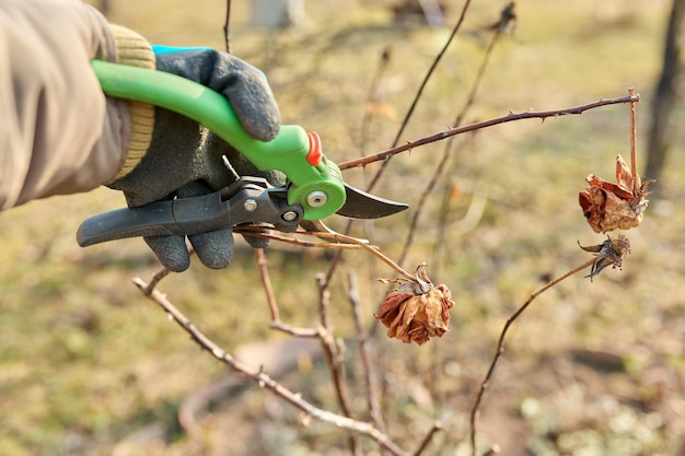 Trabalho sazonal de primavera no quintal do jardim podando uma roseira com tesouras de poda