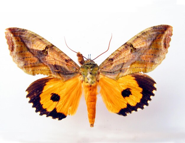 Traça alaranjada amarela Eudocima isolada no branco. Borboletas de coleção. Lepidoptera. Inseto Noctuidae