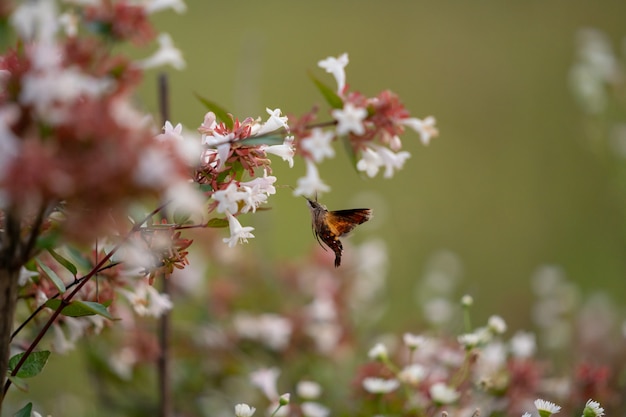 Foto traça de falcão pairando em torno de uma flor