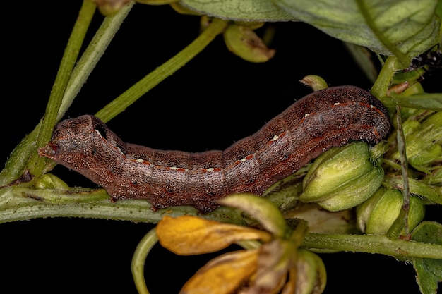 Traça de lagarta marrom do gênero Spodoptera