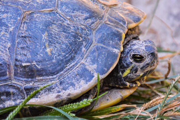 Trachemys Scripta Elegans Tartaruga