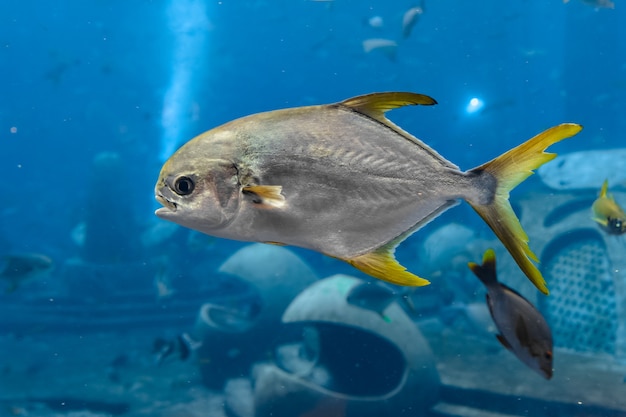 Trachinotus blochii o pámpano nariz chata en Atlantis, Sanya, isla Hainan, China. Los pompanos son peces marinos del género Trachinotus de la familia Carangidae (más conocidos como "jureles").