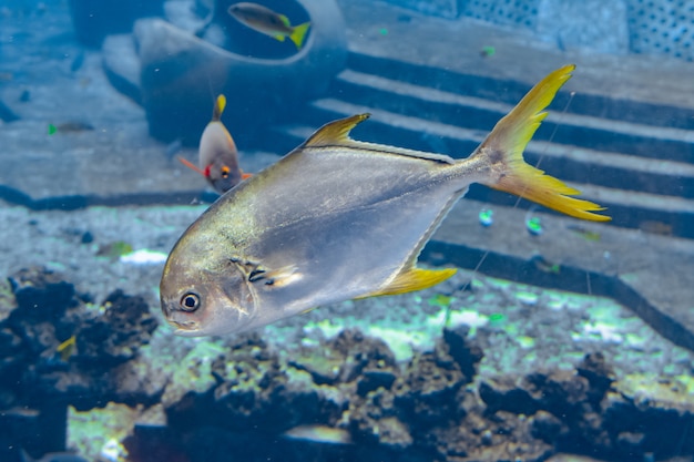 Trachinotus blochii o pámpano nariz chata en Atlantis, Sanya, isla Hainan, China. Los pompanos son peces marinos del género Trachinotus de la familia Carangidae (más conocidos como "jureles").