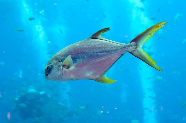 Trachinotus blochii oder Snubnose Pompano in Atlantis, Sanya, Insel Hainan, China. Pompanos sind Meeresfische der Gattung Trachinotus in der Familie Carangidae (besser bekannt als "Jacks").