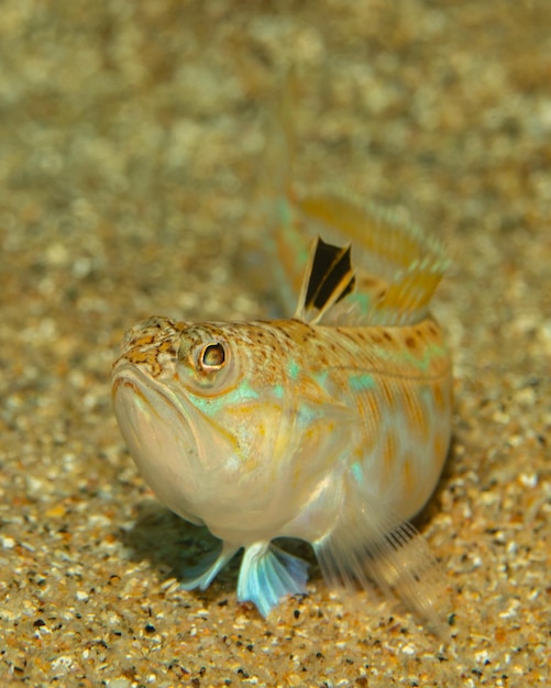 Foto trachinus draco también conocido como trachinus