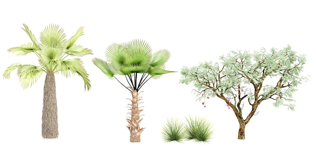 Trachycaprus trachycaprusfortunei Ucla Agave stricta árvores isoladas em fundo branco
