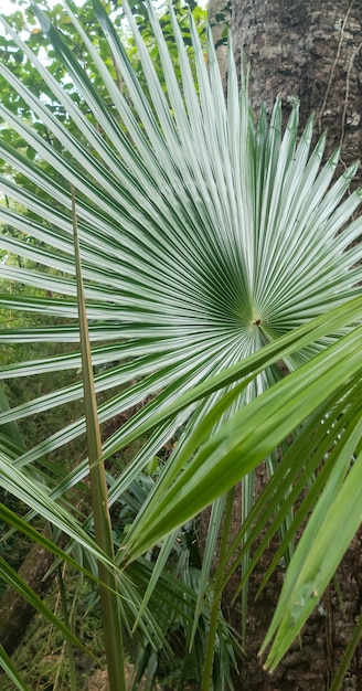Trachycarpus princeps Ángulo de close da planta