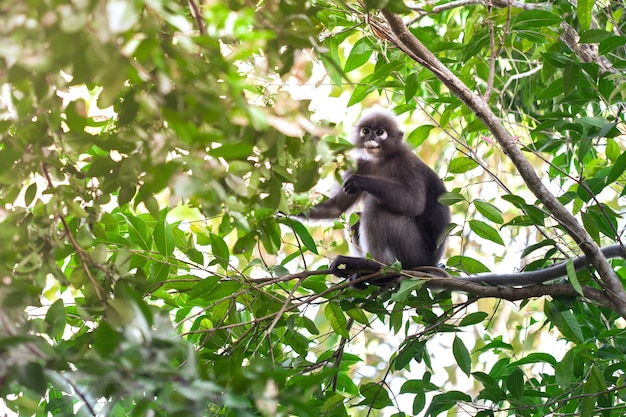 Trachypithecus obscurus na árvore