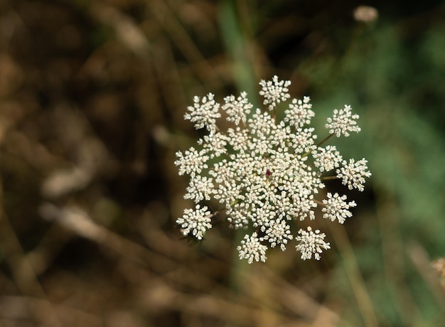 Trachyspermum ammi planta silvestre con propiedades beneficiosas