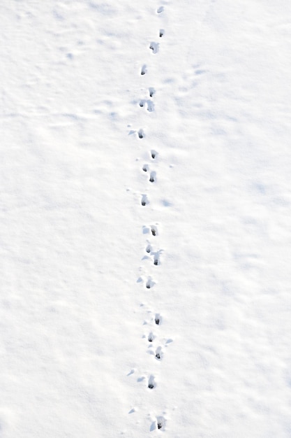 Traços de caminho de neve