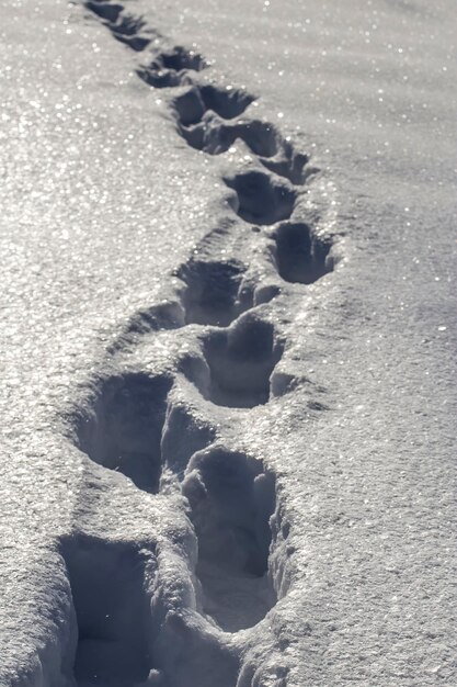 Traços profundos nos montes de neve na neve ofuscante de manhã gelada