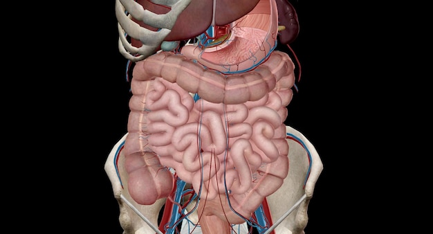 Foto el tracto gastrointestinal inferior es la última parte del tracto digestivo