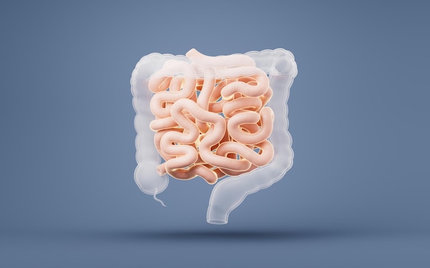 Foto tracto intestinal con concepto de salud digestiva renderizado 3d