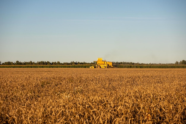 un tractor amarillo está en un campo de trigo.