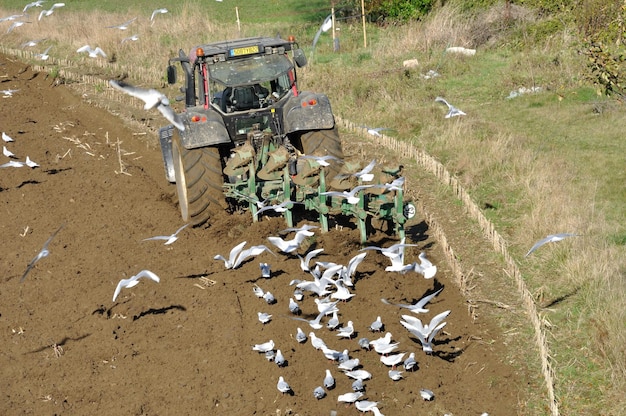 Tractor de arado rodeado de gaviotas