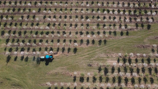 Un tractor en un campo con árboles al fondo.