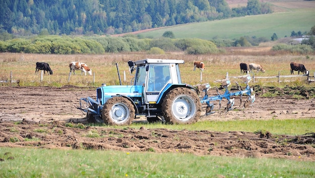 Tractor en campo y vacas detrás