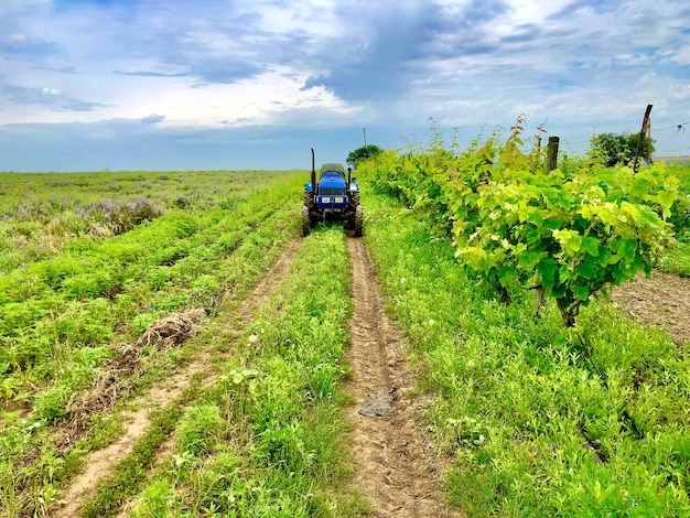Tractor en el campo verde cerca de la agricultura de viñedos y hortalizas agrícolas