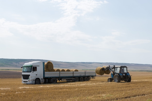 Un tractor coloca balas redondas de paja en un remolque de una máquina en un campo de trigo segado.