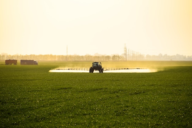 tractor com a ajuda de um pulverizador pulveriza fertilizantes líquidos em trigo jovem no campo