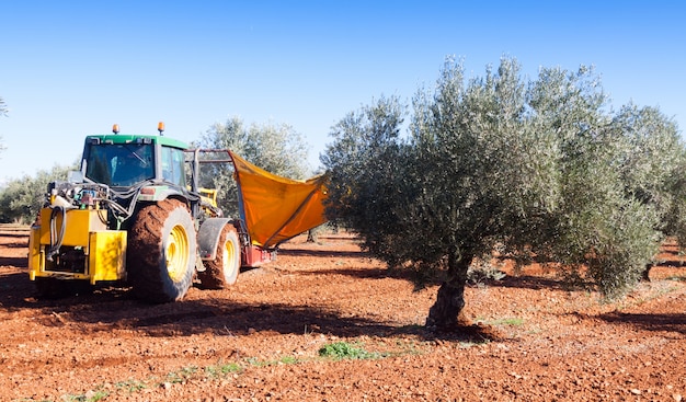 Tractor cosecha de aceitunas negras