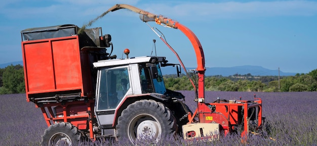 Tractor cosechando lavanda en un campo