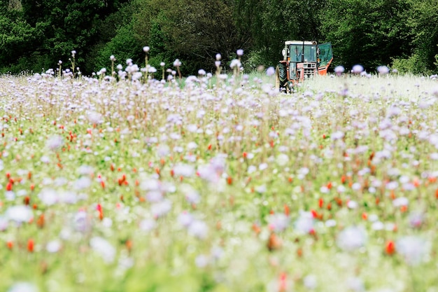 Tractor a lo lejos, pradera llena de flores silvestres