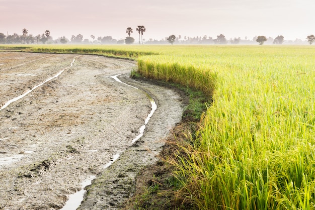 Tractor pistas en campo de arroz