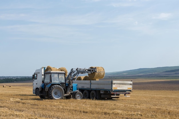 Un tractor pone pacas redondas de paja en un remolque de una máquina en un campo de trigo segado