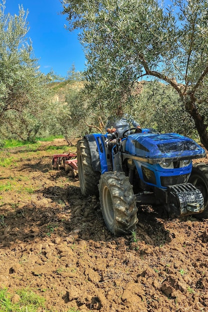 Tractor realizando labores de labranza en el olivar gradas de discos