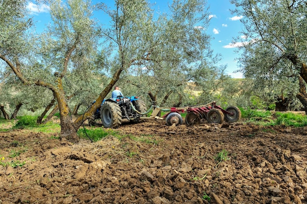 Tractor realizando labores de labranza en el olivar gradas de discos