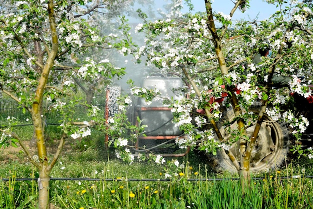 Tractor rocía insecticida en un huerto de manzanos en flor