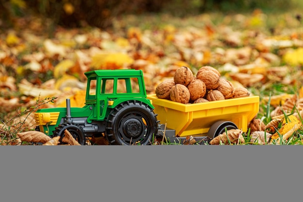 Tractor verde lleva nueces en la espalda Tractor de juguete con una cosecha de nueces maduras Fotófono de otoño