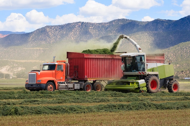 Los tractores agrícolas cosechan ensilaje de heno para la granja lechera