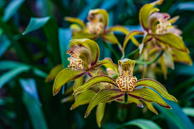 Tracyanum del Cymbidium, orquídea salvaje hermosa en bosque tropical.