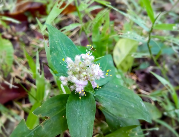 Tradescantia fluminensis ou flor de aranha de folha pequena comumente chamada de judeu errante