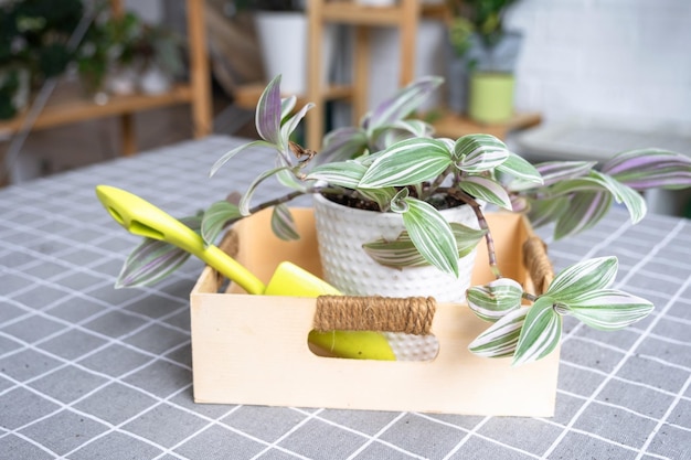 Tradescantia na mesa floral para transplante e cuidado de plantas domésticas no interior de uma estufa com plantas em vasos