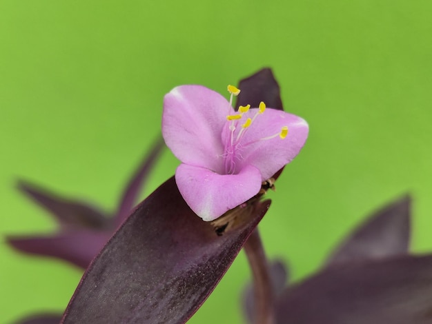 Foto tradescantia pallida blumen es kann als farbenfrohe ergänzung zu ihrem garten oder in innenräumen dienen