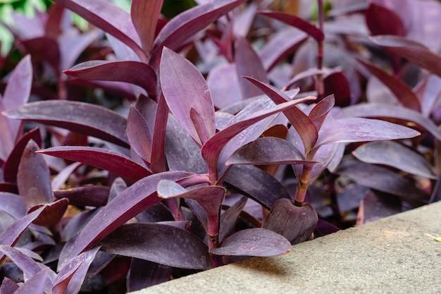 Tradescantia pallida ist eine Spinnenkrautart