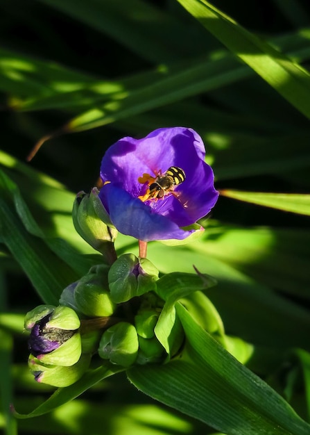 la tradescantia púrpura florece en un jardín de flores. concepto de cultivo de flores