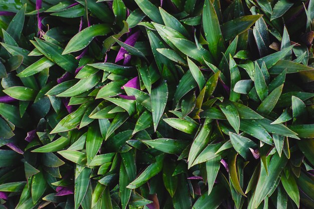 Tradescantia spathacea arbusto con hojas verdes