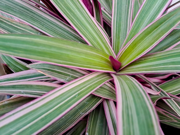 Tradescantia spathacea tiene un rizoma carnoso y rosetas de hojas cerosas en forma de lanza Las hojas son de color oscuro a verde metálico arriba