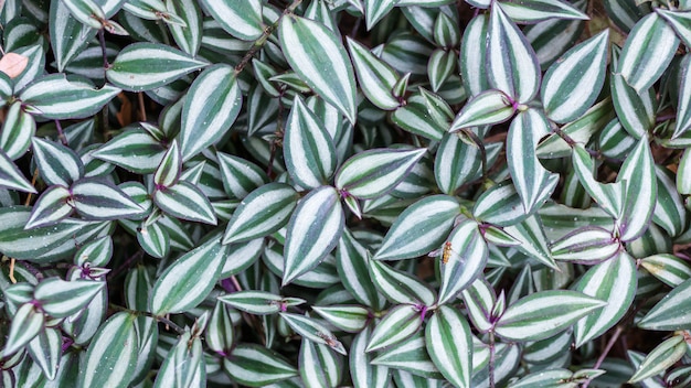 Tradescantia-Zebrinaanlage im Garten.