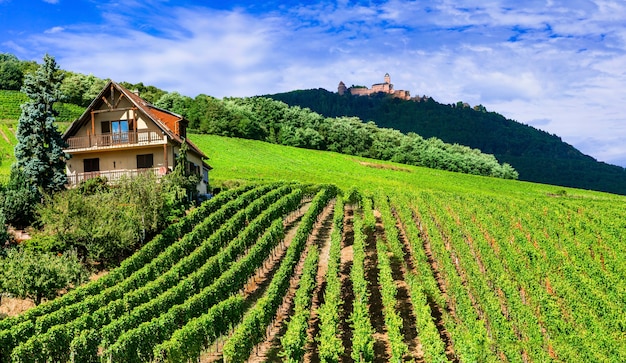 Traditioanl Landschaft im Elsass mit Weinbergen und Burgen. berühmte Weinstraße in Frankreich